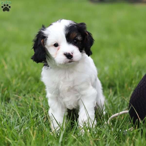 Macy, Cavapoo Puppy